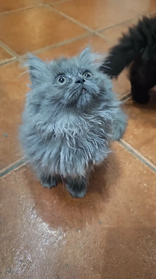 Chatons