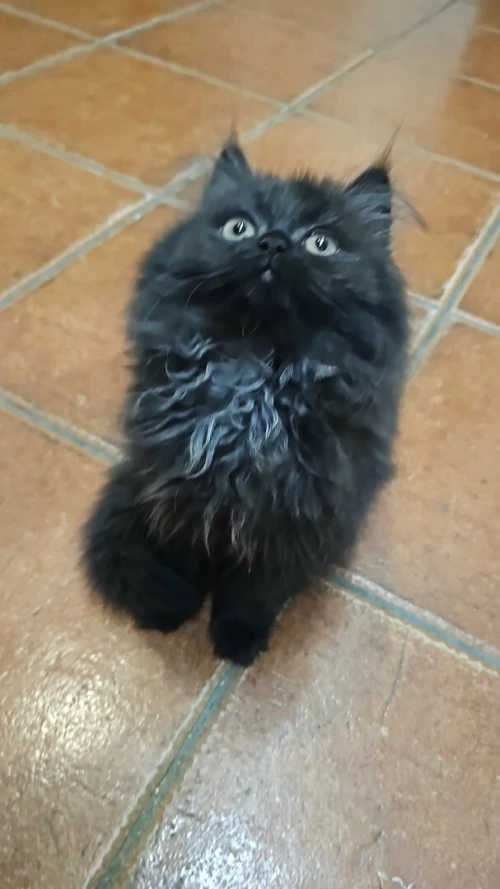 Chatons