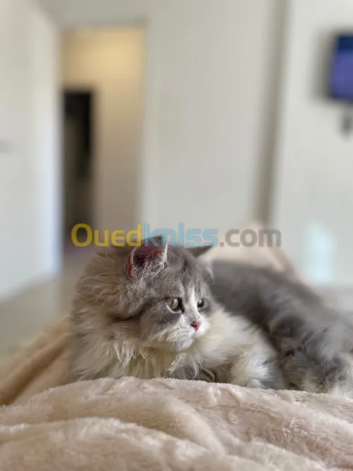 Chat persan 
