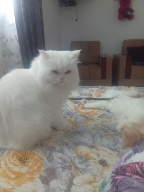 Chat persan 