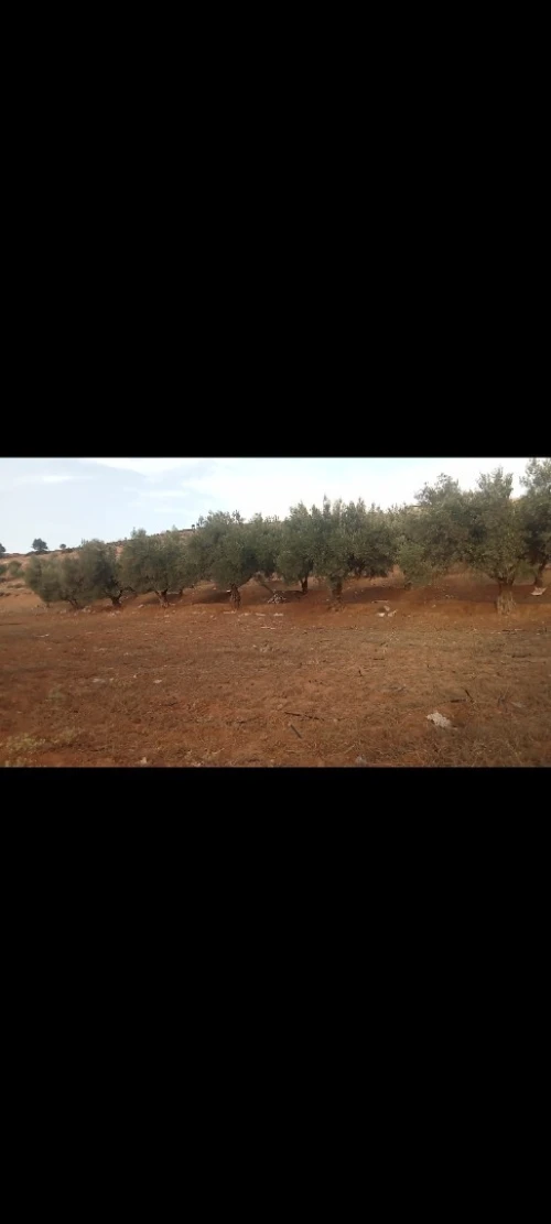 Vente Terrain Agricole Tlemcen Oued chouli