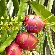 Vent plant fruit du dragon+ citronier 4 saison+oranger de qualité 