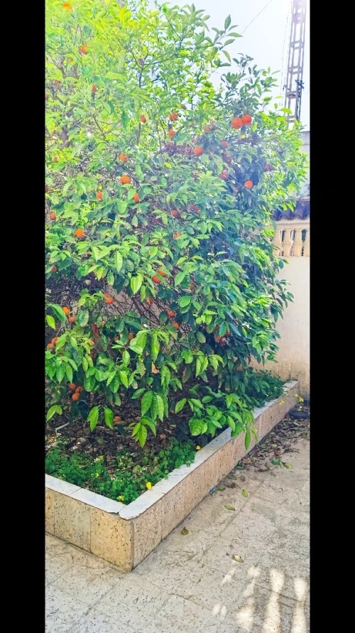 Vente Appartement Niveau de villa F3 Alger Bordj el bahri