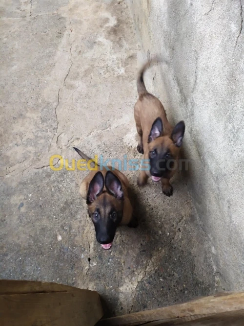 Malinois