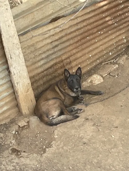 Malinois femelle 