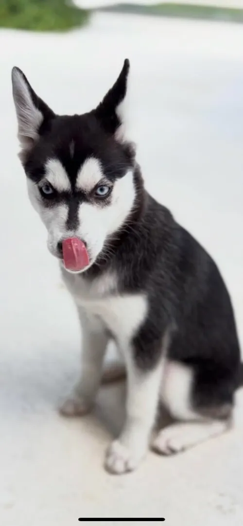 Husky couple