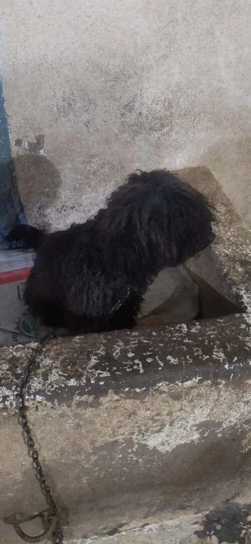 Caniche