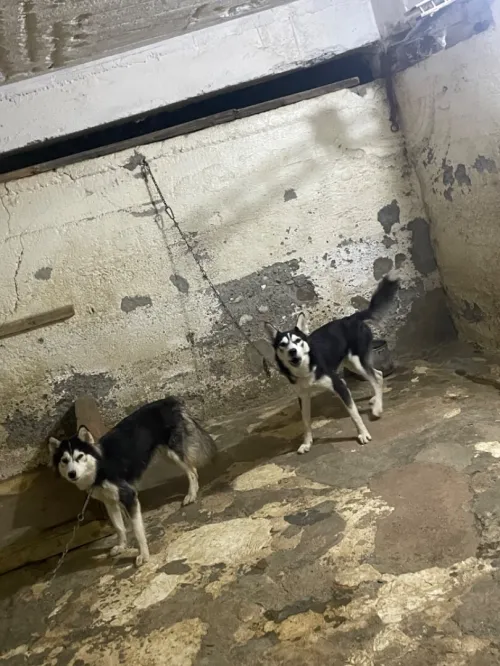 Husky couple