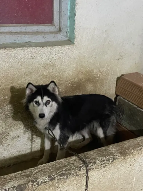 Husky couple
