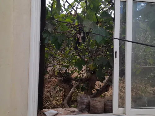 Vente Villa Tipaza Ain tagourait