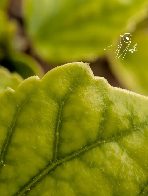 Apexel macro lens