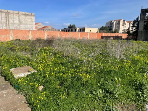 Vente Terrain Blida Ben khellil