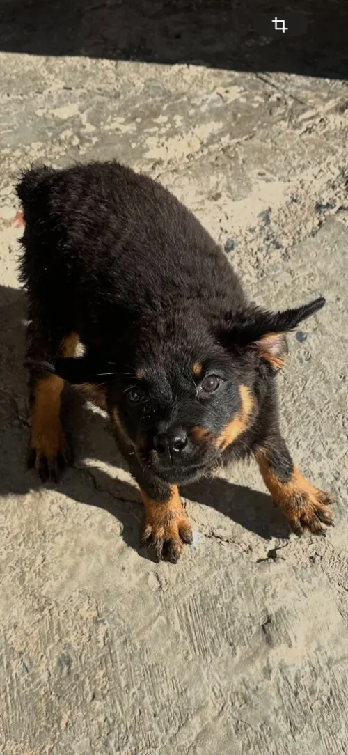 Vente des chiens de race