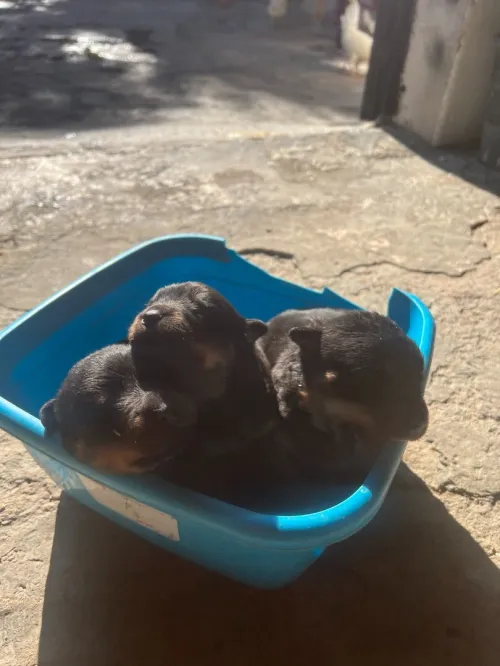 Vente des chiens et chiots de race