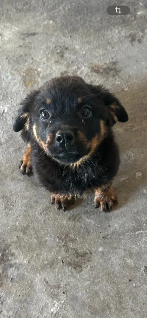 Vente des chiens de race