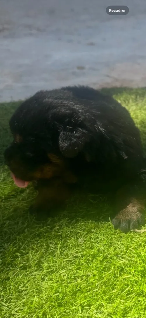 Vente des chiens et chiots de race