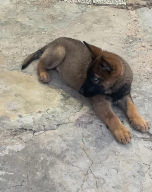 chien malinois croisé
