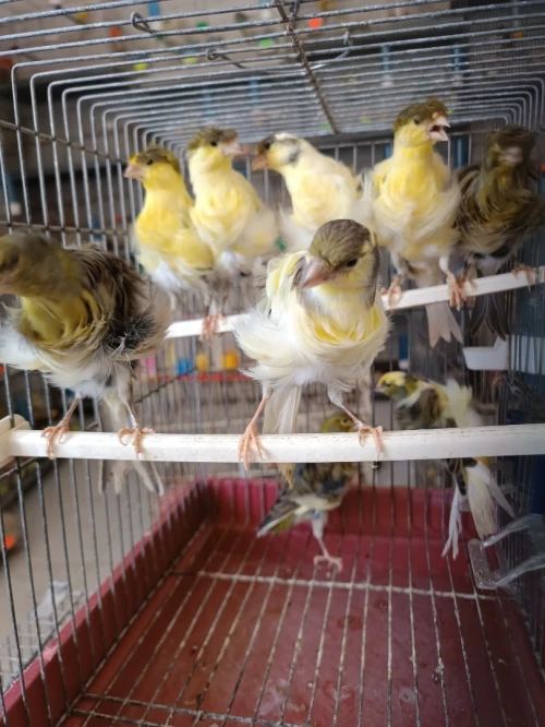 Des canaris frisé 