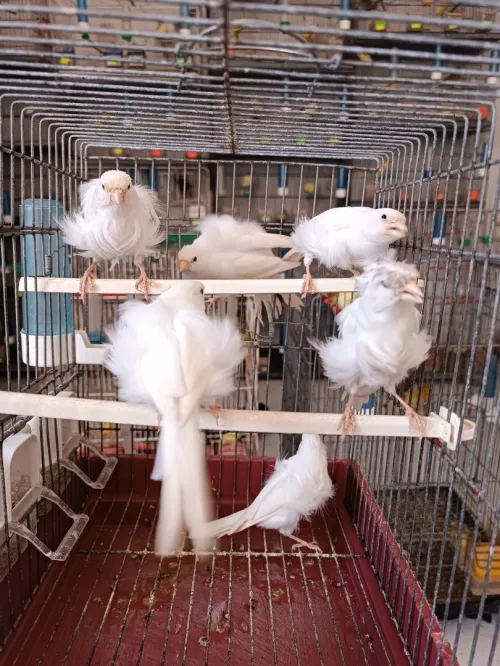 Des canaris frisé 