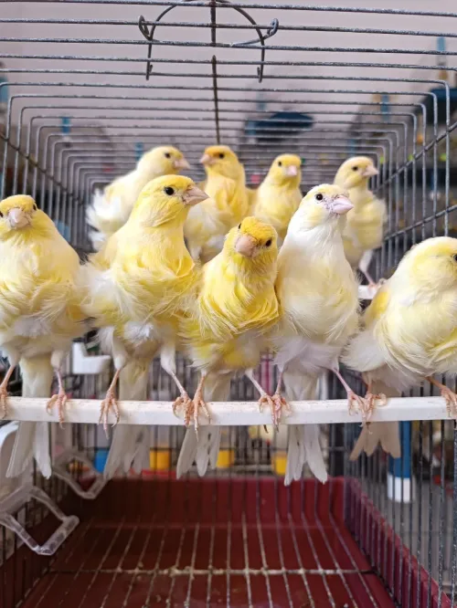 Des canaris frisé 