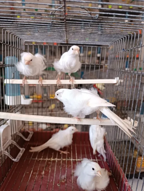 Des canaris frisé 