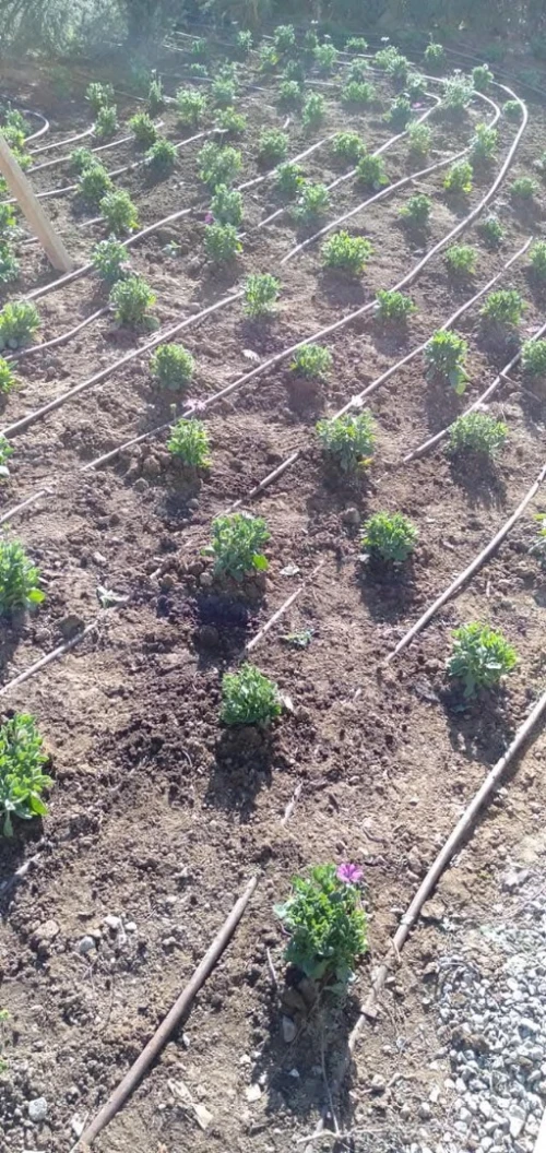 Aménagement des espaces verts