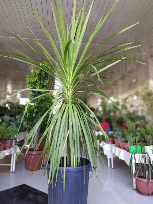 Aménagement des espaces verts