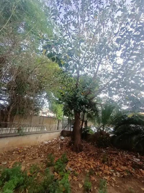 Location Appartement F4 Alger Bourouba