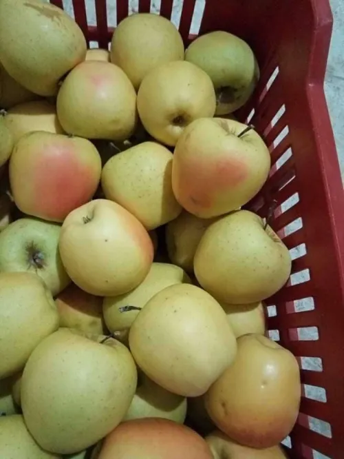Pommier أشجار التفاح 