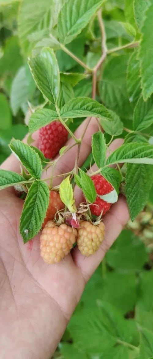 Framboisier importation 33 variété 
