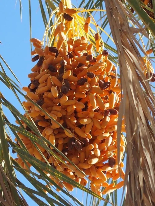 Palmiers dattiers نخيل التمر