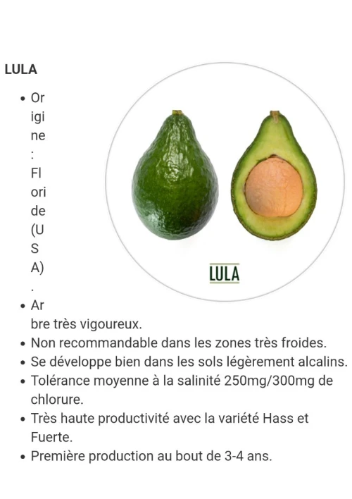 Avocatier clonal 