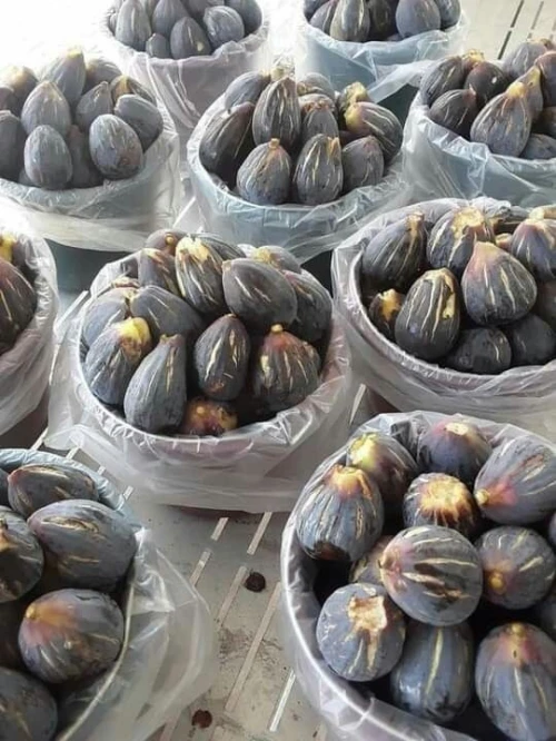 Figuier Dina Garden أشجار التين 
