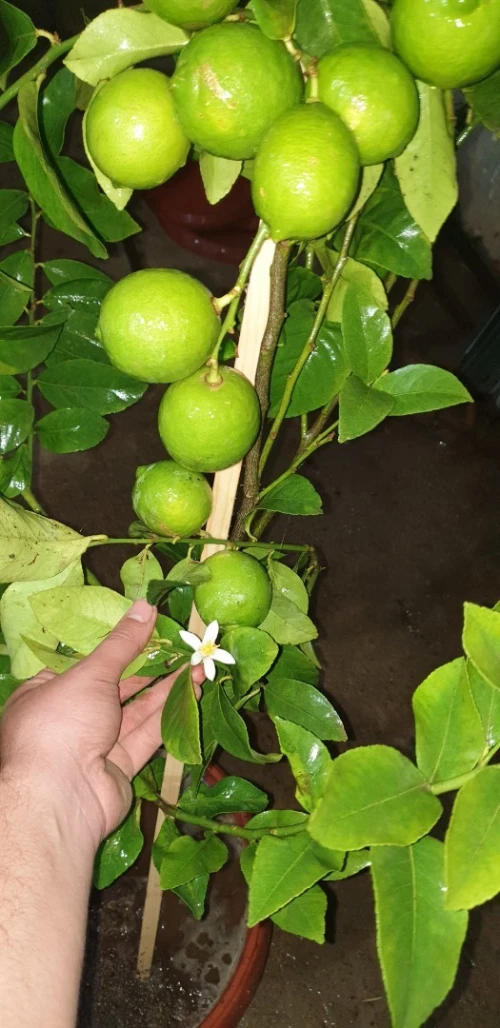اشجار الليمون certifié 
