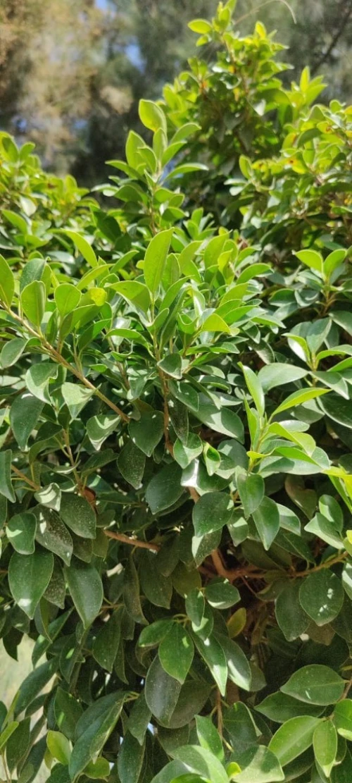 Ficus Dina Garden importation 