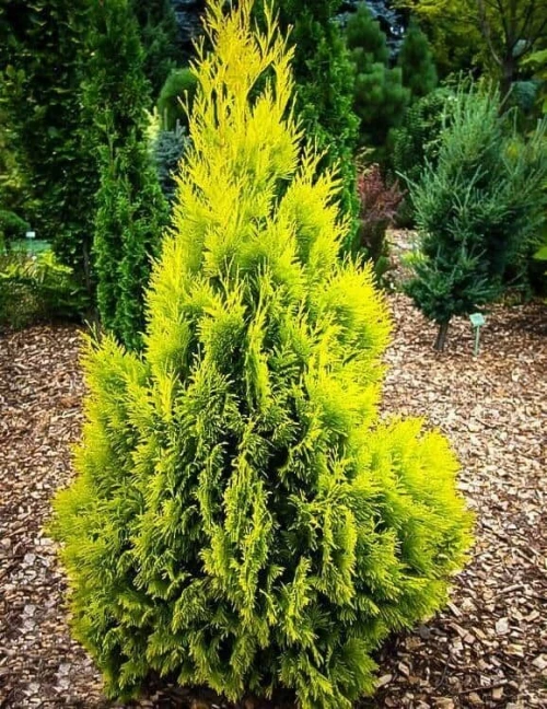 بذور الثويا thuya aurea nana 