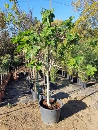 Figuier Dina Garden أشجار التين 