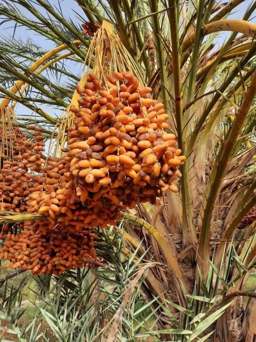 Palmiers dattiers نخيل التمر