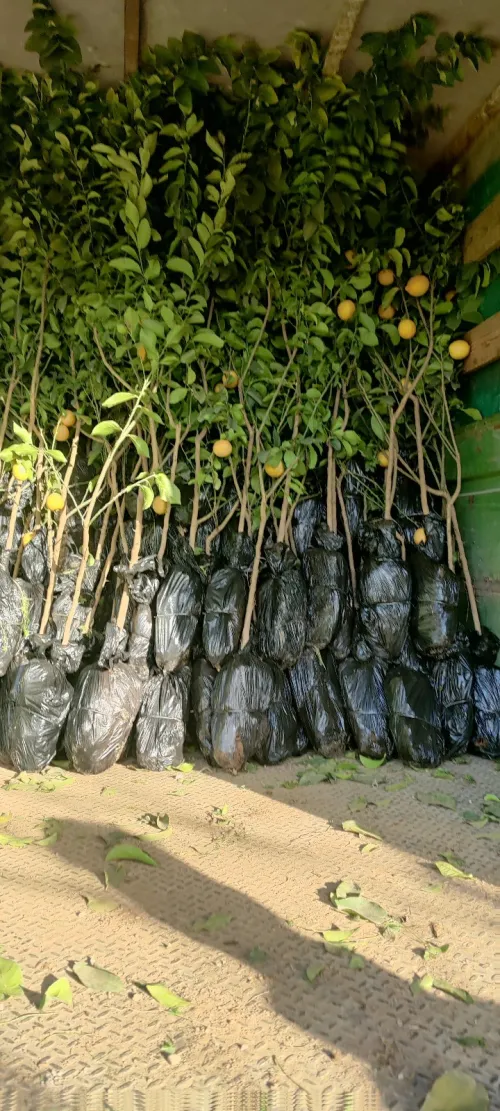 Citron VERNA 