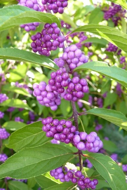 Callicarpa bodinieri
