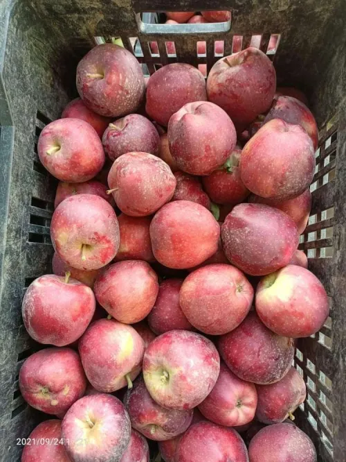 Pommier أشجار التفاح 