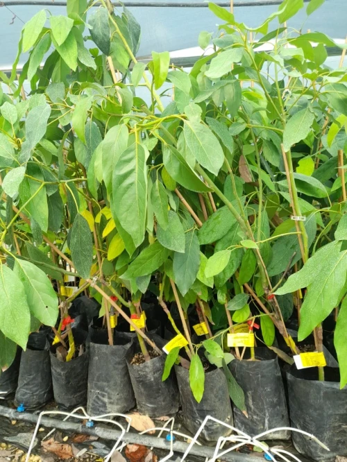 Avocatier clonal 