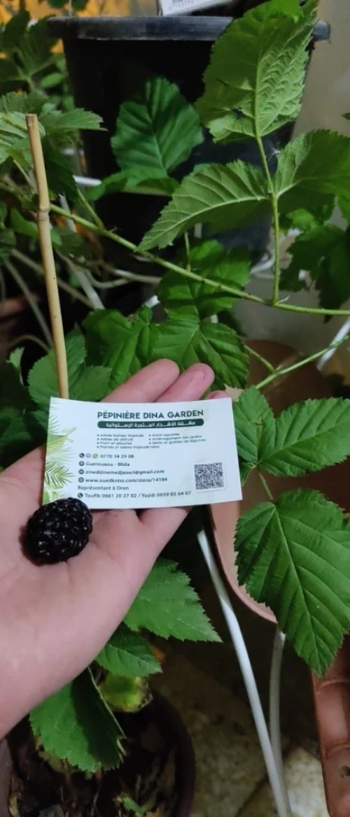 Framboisier importation 33 variété 