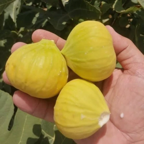 Figuier Dina Garden أشجار التين 