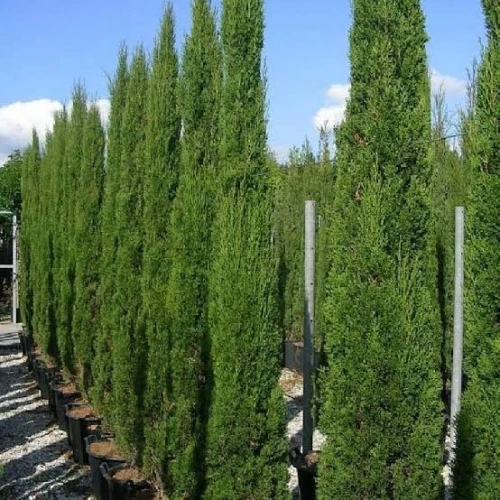 بذور السرو الإيطالي 