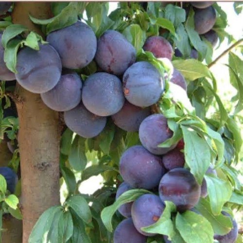 Prunier Mirabel de metz