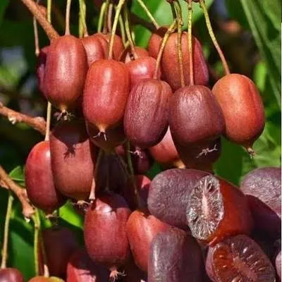 Kiwi rouge ( Purpurna Sadowa )