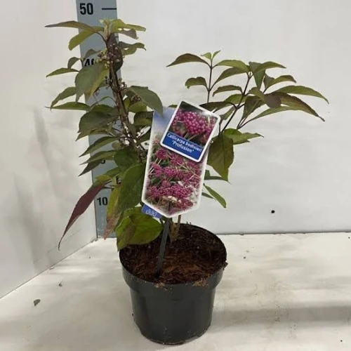 Callicarpa bodinieri