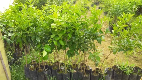 Citron Eurêka ليمون الوريكا 4فصول 