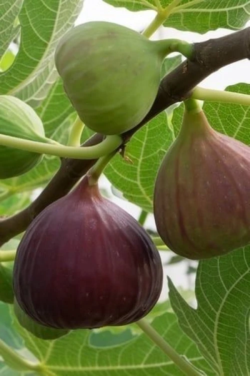 Brown figuier تين البراون 
